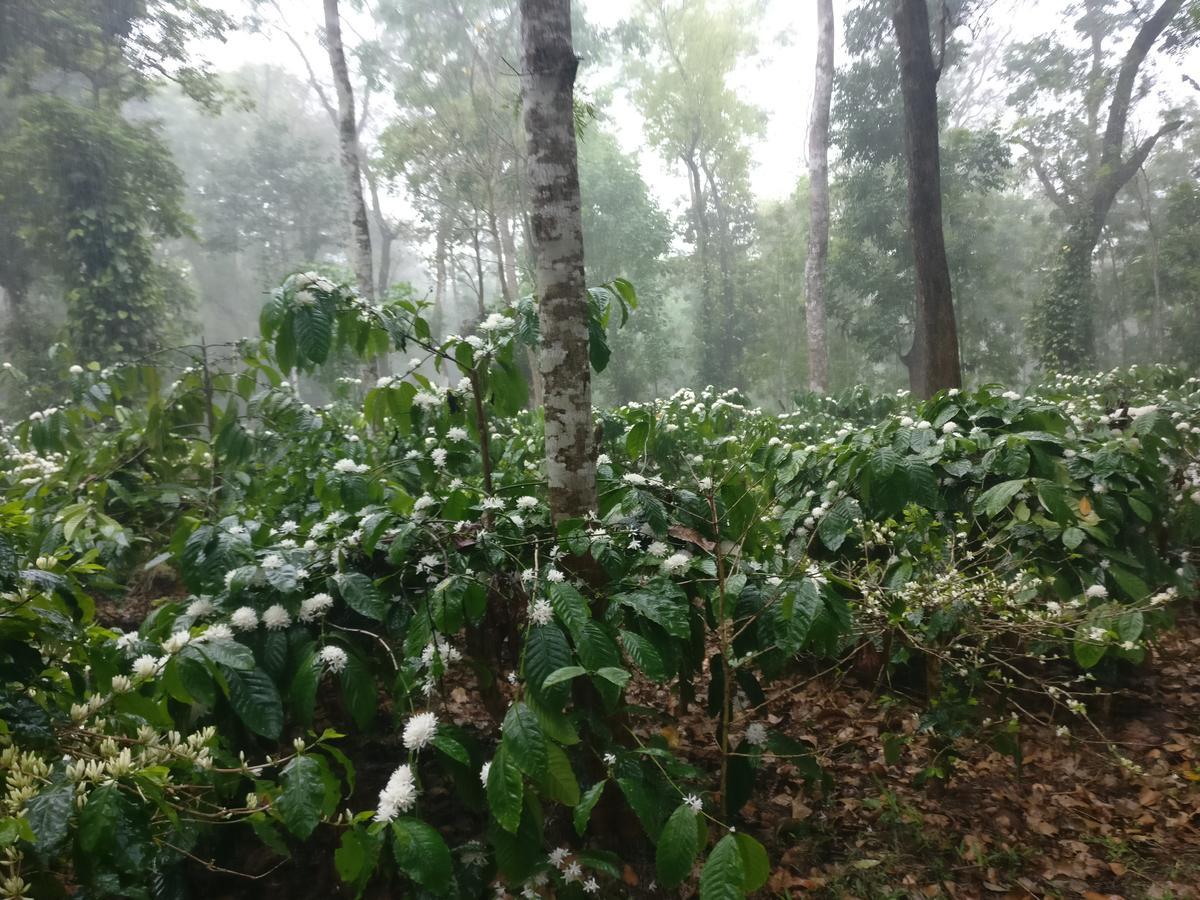 Robin Woods Homestay Sakleshpur Esterno foto
